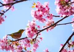 桜をつまみぐい