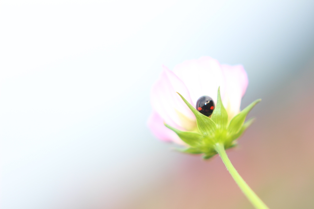 てんとう虫がひとやすみ