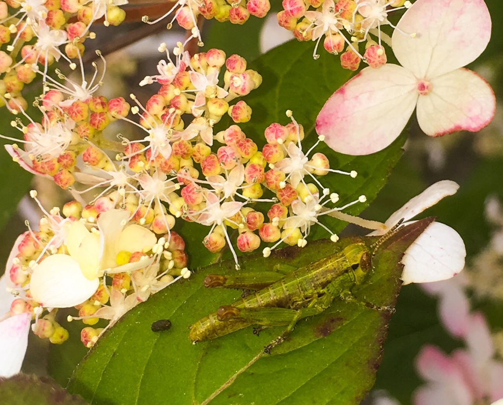 山紫陽花とバッタ②