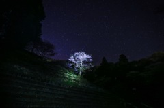 夜桜夜空夜撮