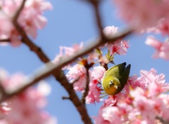 桜から覗く