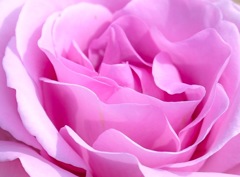 pink rose