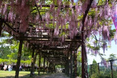 藤棚ｉｎ和気公園