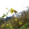 菜の花で雨宿り