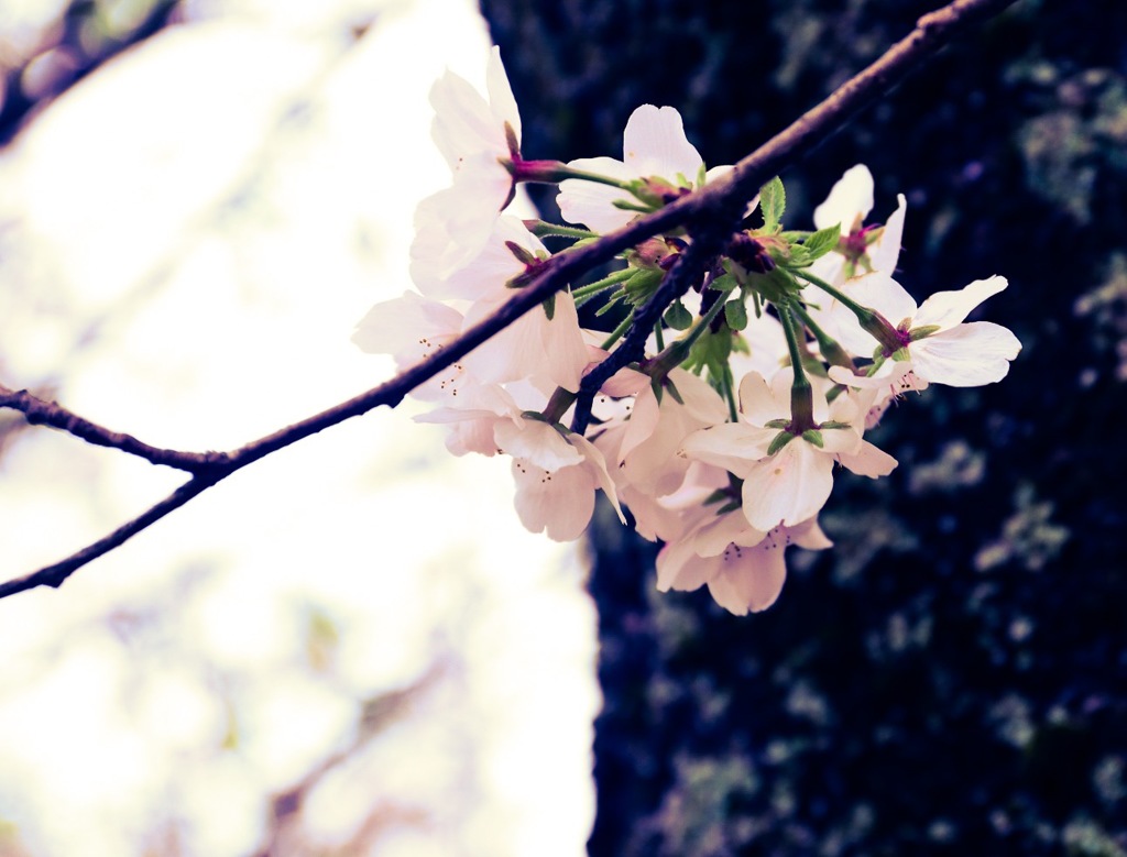 桜メモリー