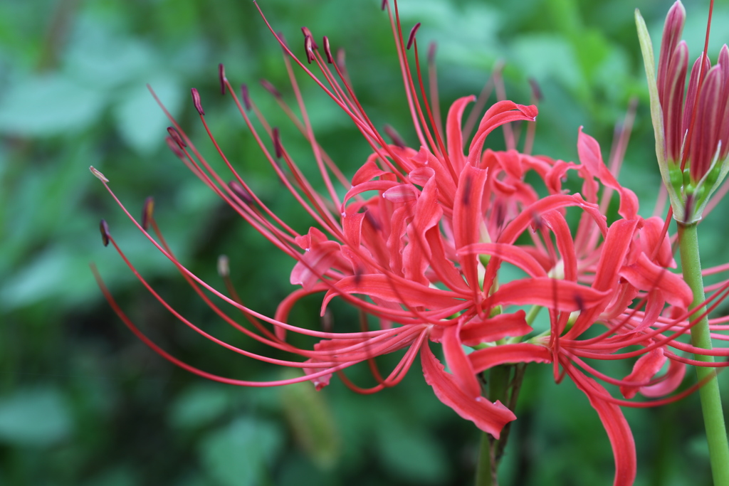 曼珠沙華