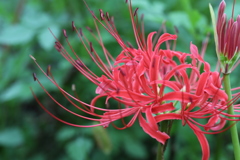 曼珠沙華