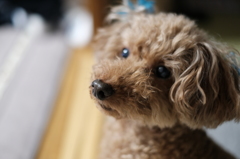 姉の家の愛犬！
