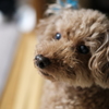 姉の家の愛犬！
