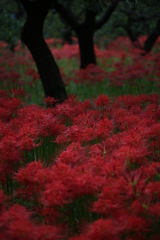 彼岸花