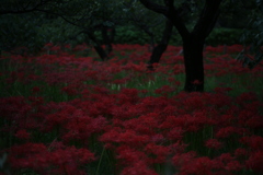 曼珠沙華