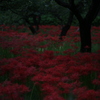 曼珠沙華