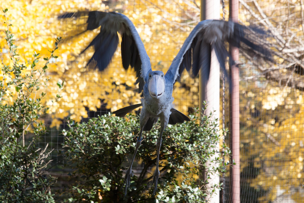 ハシビロコウ　飛ぶ！