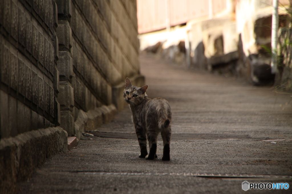 尾道の猫