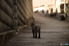尾道の猫