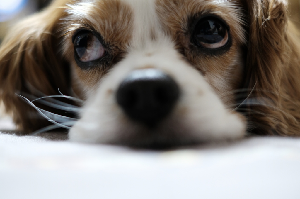 我が家の愛犬！