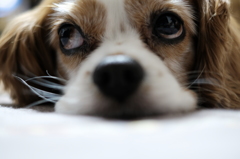 我が家の愛犬！