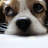 我が家の愛犬！