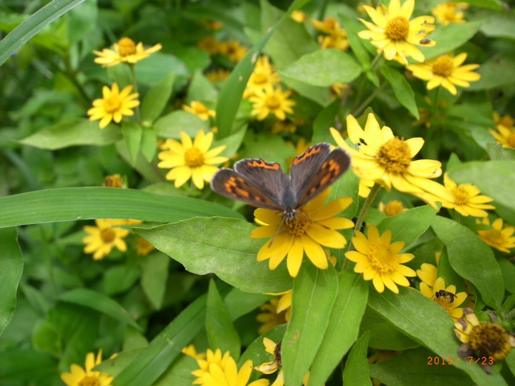 庭の蝶