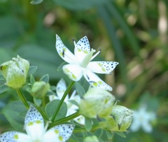 アケボノソウ 長者原
