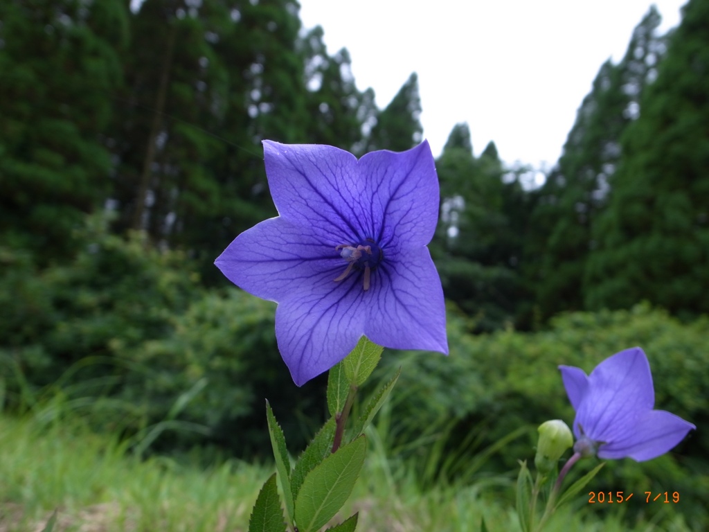 久住山 猪鹿寺付近