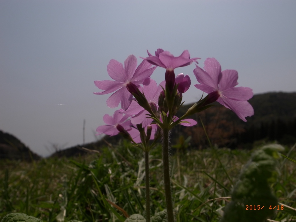 サクラソウ  猪瀬戸