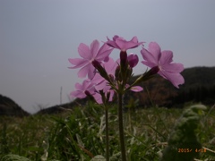 サクラソウ  猪瀬戸