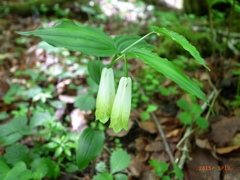  ナルコユリ  ガラン台 大船
