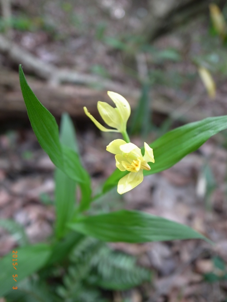 キンラン  飯野山
