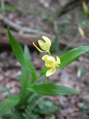 キンラン  飯野山