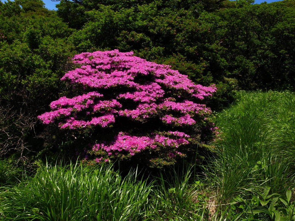 ミヤマキリシマ  大船山 御池