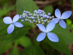 ヤマアジサイ  今水