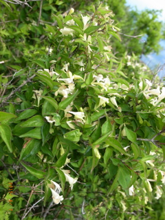 ツクバネウツギ  由布岳