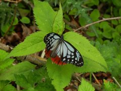 アサキマダラ  大船山