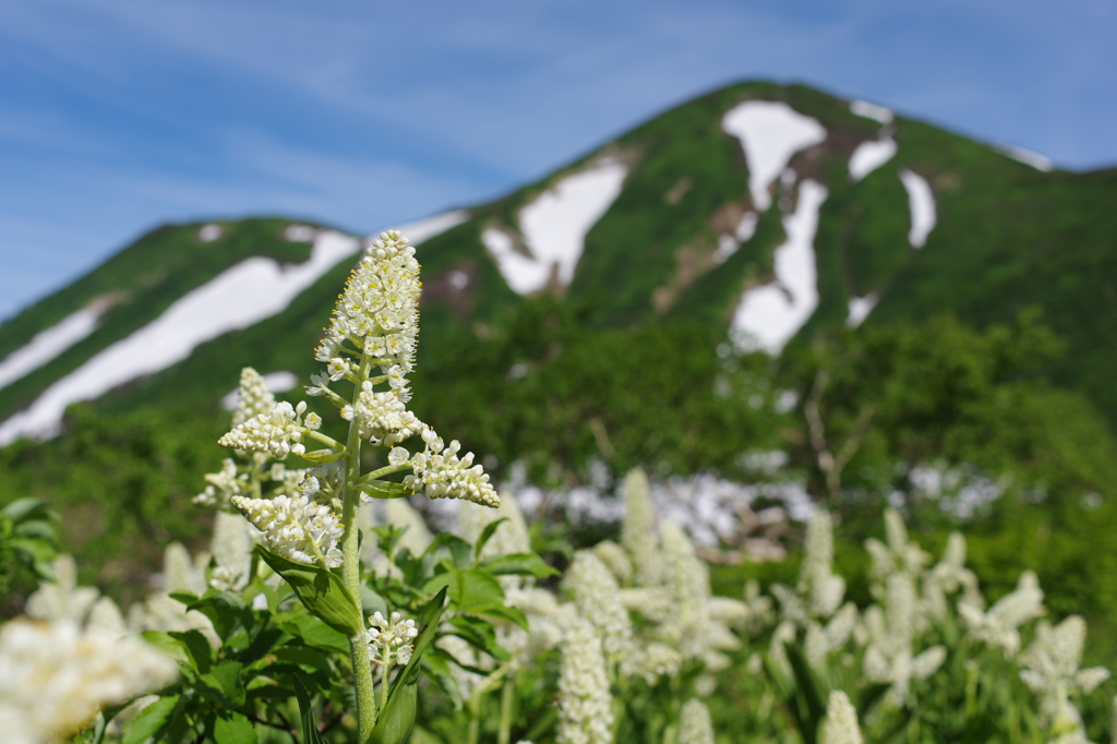 コバイケイソウと火打山