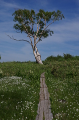 木道