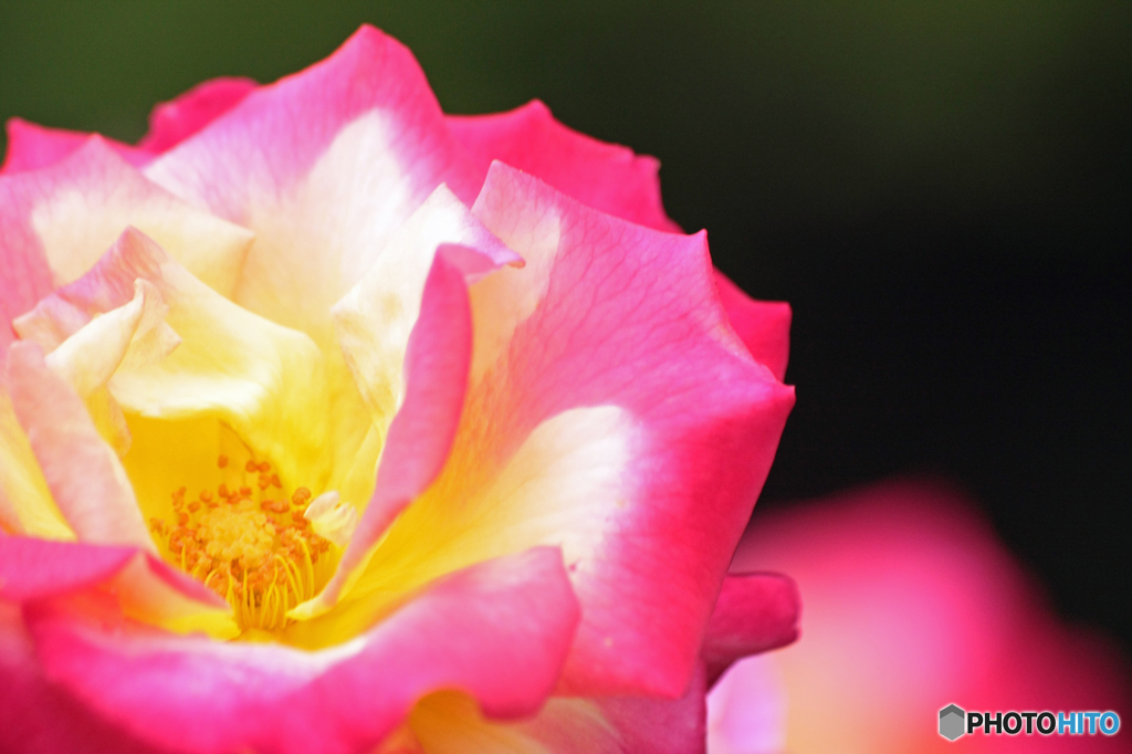 鎌倉文学館・薔薇