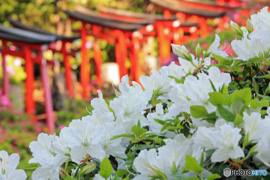 根津権現・つつじ祭り1