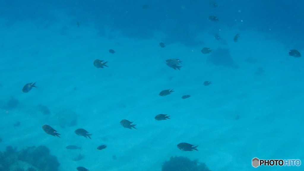 式根島・海・魚