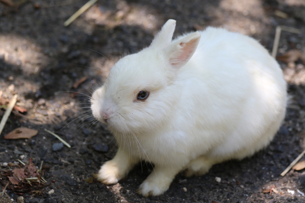 こしょうちゃん