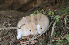 くっつくと安心