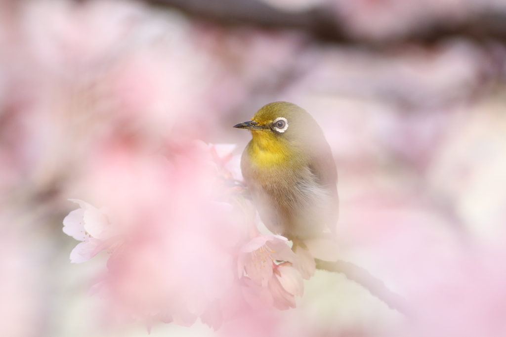 夢幻の中