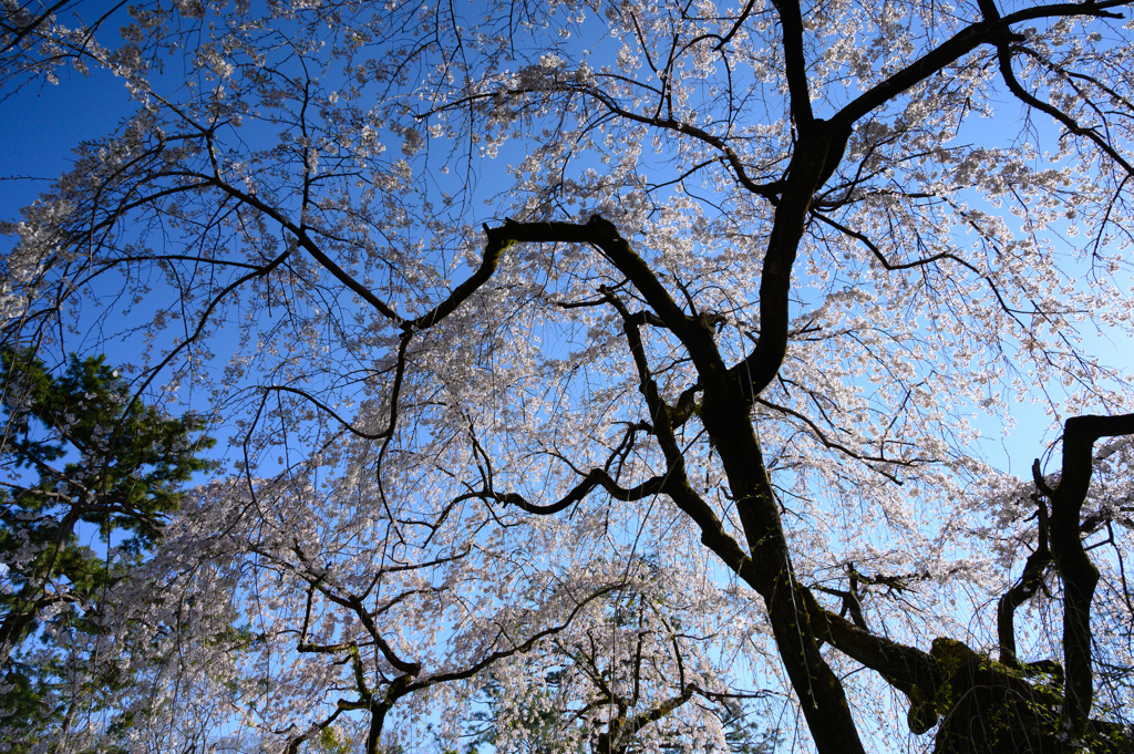 やっぱり桜は青空ですね
