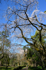 京都御苑の枝垂桜