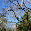 京都御苑の枝垂桜