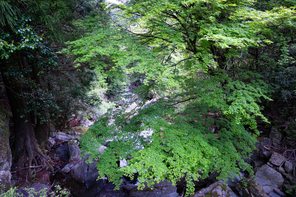 新緑の渓谷