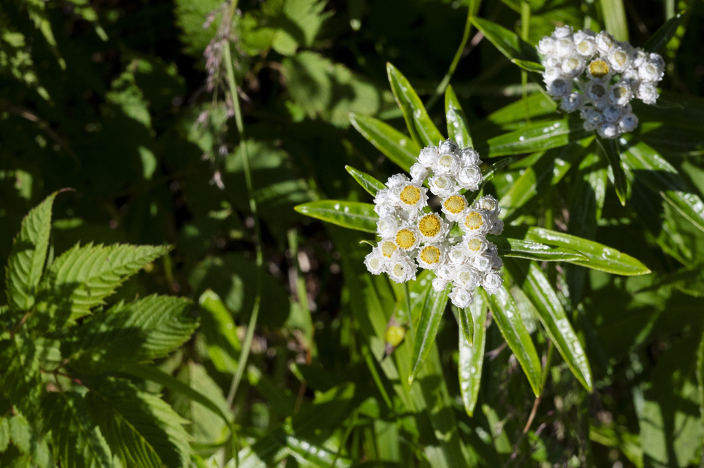 ヤマハハコ(山母子)