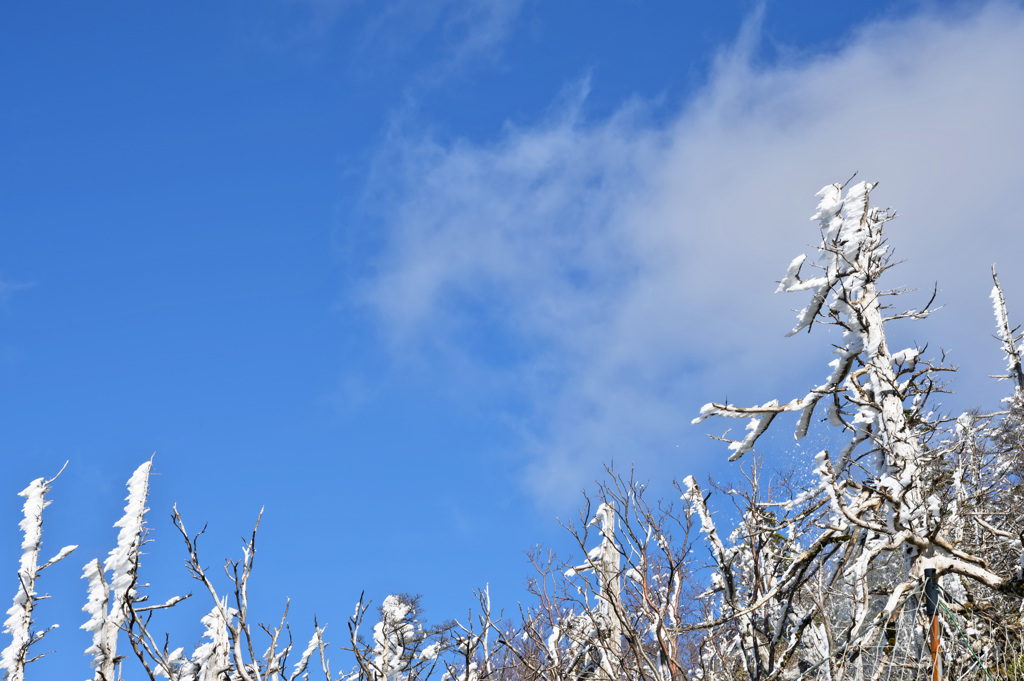 青空に映える樹氷