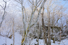 朝日を浴びた樹氷