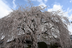 本満寺の枝垂れ桜